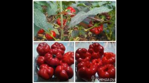 Обзор сорта перца "Новогогошары" (характеристики, свойства, фото)