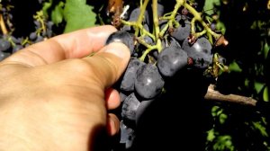 Виноград Сфинкс. Гибридная форма в условиях Черниговщины.