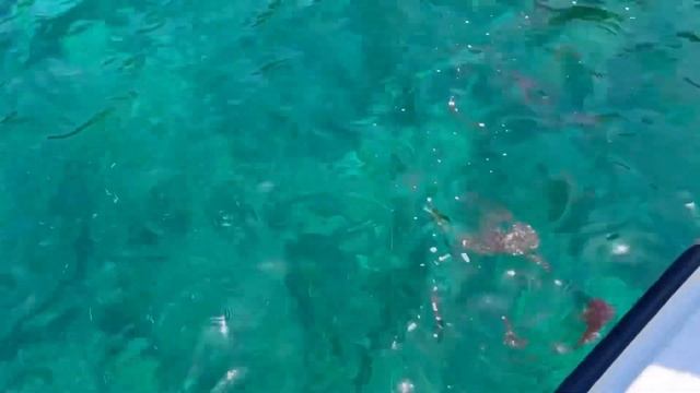 Ловля каракатиц смотреть онлайн