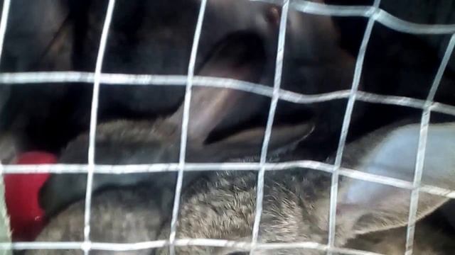 Фландр+Серый великан крольчата папрашайки смотреть онлайн