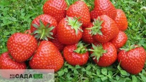 Клубника Кама  характеристика и описание сорта