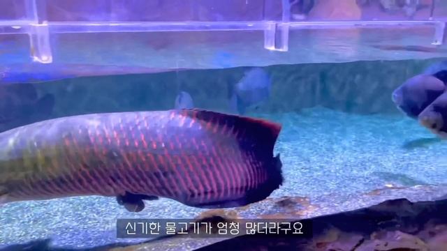 ENG) 자취생 브이로그 ?베트남쌀국수, 라이스페이퍼로 짜조 만들기 ? 본가 다녀오는 일상로그 (와플팬해물파전,잔치국수, 오므라이스,군만두,크리스탈라이트,녹차라떼,편의점먹방)