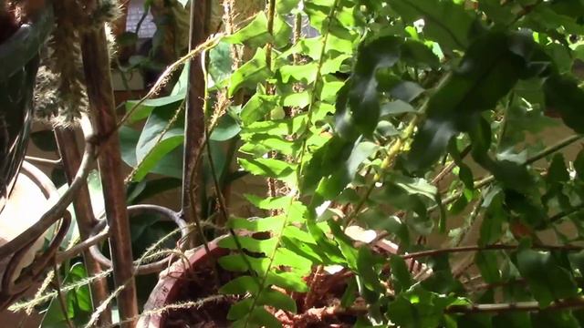 КОМНАТНЫЕ РАСТЕНИЯ И ЖАРА. смотреть онлайн