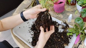 Сингониумы батик, кристмасс и пинг эрроу