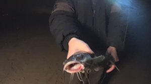 Рыбалка на Чудо-Озере. Удомля в адскую погоду Сомики и Тиляпия.