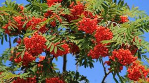 Ирина Понаровская - Рябиновые бусы (cover by Olga Shumskaya)