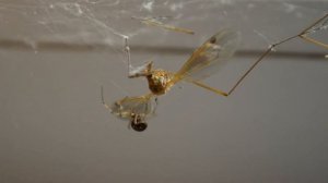 Паук против долгоножки  Spider vs Crane fly