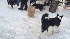 Бордер колли Елки лохматые