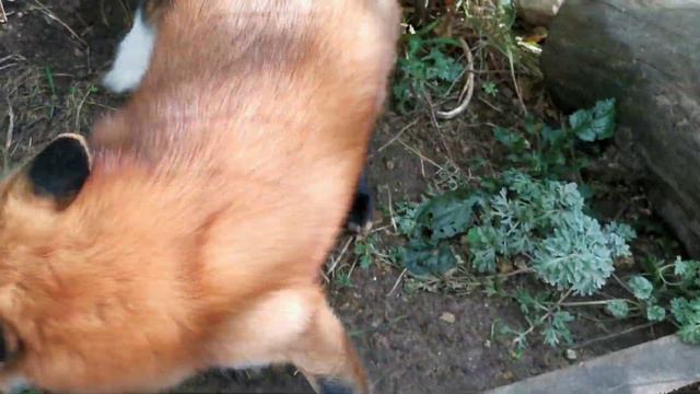 Кто-то пушистый застрял в лисополитене 😆 смотреть онлайн