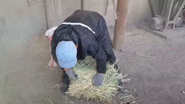 Сено зерно дробилка кызылорда смотреть онлайн