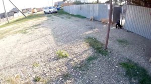 ПИТБУЛЬ КИМИ ЖЕСТКО ПОКУСАЛА СВОЕГО ЩЕНКА.. Наказал Кими. Строительство дома и питомника Dragon Lif