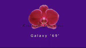 Фаленопсисы бордовых, красных, розовых оттенков . Часть 1.