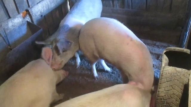 Один жених на четверых...Случка свиней.Семья в деревне,Жизнь в деревне,Деревенский канал. смотреть онлайн