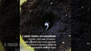 Как вырастить Долихос из семян. Быстро и просто выращиваем Долихос за 10 дней.