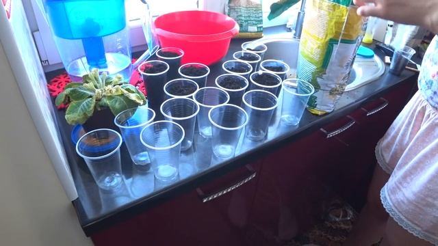 VLOG : ПЕРЕСАДКА АЗАЛИИ / РАЗВИТИЯ В 2 ГОДА / МНЕ ПИШЕТ МУЖЧИНА смотреть онлайн