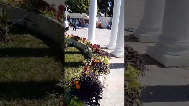 Амарант, пальмы и фонтан, набережная Геленджика / Amaranth, palm trees and fountain, Gelendzhik