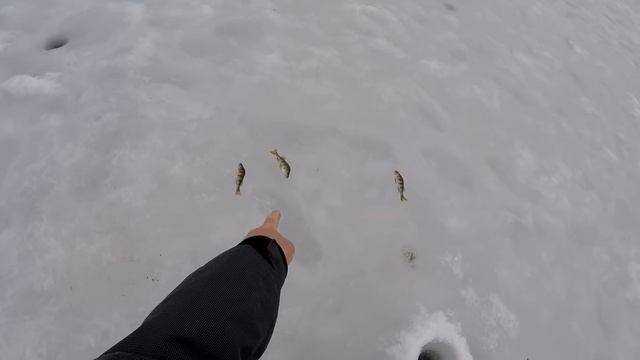 Как клюёт ОКУНЬ в ГЛУХОЗИМЬЕ смотреть онлайн