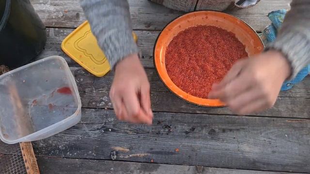 КАК ПРАВИЛЬНО СОЛИТЬ КРАСНУЮ ИКРУ. ДЕДОВСКИЙ РЕЦЕПТ ОТ КУХНЯ АБОРИГЕНА.