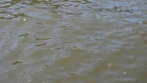 о.Таватуй. Рыбалка. Облом. O. Tavatuy. Fishing. Belt.