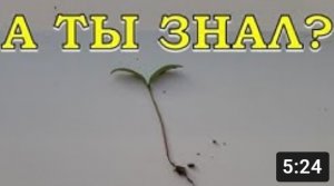 ЧЕРНАЯ НОЖКА. Проблема и решение