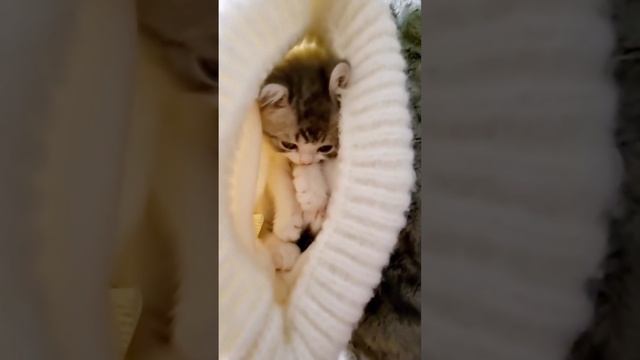 ДомашниеПитомцы