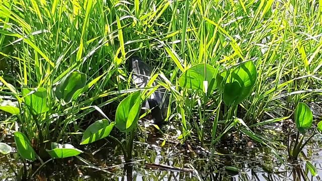 Как достать подстреленную дичь из воды. Бафик 2. смотреть онлайн