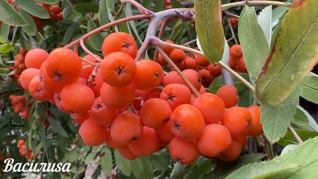 14 ноября день Кузьминки осенние. Что нельзя делать 14 ноября Кузьминки. Народные традиции и примет смотреть онлайн