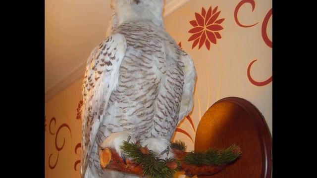 Чучела для интерьера. Покрывала из меха. Ковры из шкур! смотреть онлайн