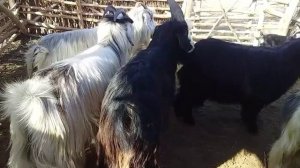 шымбай/Кошкар/серкелер/текелер/ешкилер/сатылады/2023/ мал базар/мол бозор/кой бокиш/агробизнес