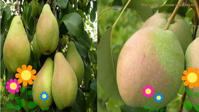 Груша обыкновенная, лекарственная. Краткий обзор, описание pyrus чудесница - россошанская красивая смотреть онлайн