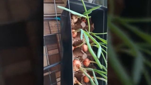 Зеленый лук в яичной ячейки смотреть онлайн