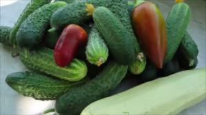 Чем подкормила томаты, перцы и огурцы. Есть вопросик .