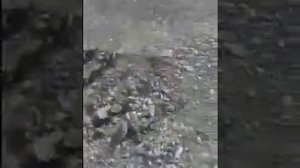 На свалке вылупились цыплята!