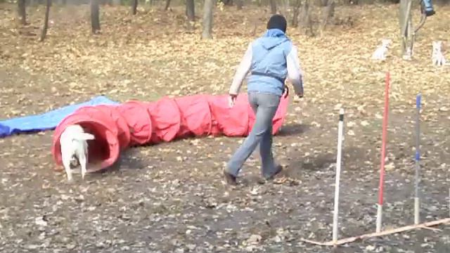 лабрадор Кэт на аджилити