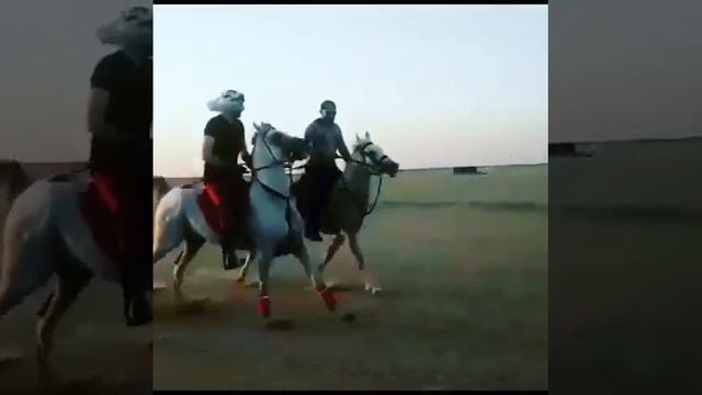 Арабский лошадь танцует???? video version
