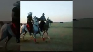 Арабский лошадь танцует???? video version