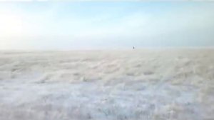 охота на волков в казахстане