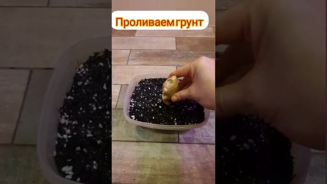 Сажаем имбирь правильно