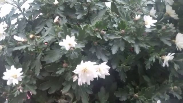 Хризантемы. Уход за хризантемой осенью. Хранение . смотреть онлайн
