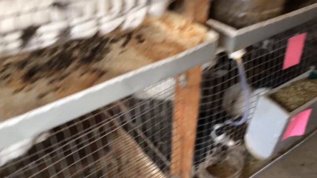 Вентиляция в крольчатнике! смотреть онлайн