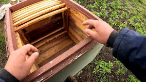 Ловля роев на своей пасеке