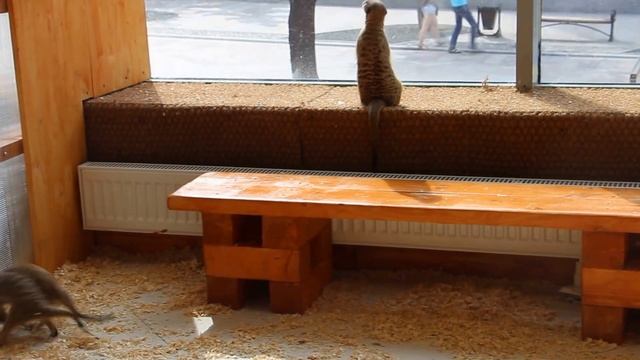 Ручной зоопарк. Пенза, Московская, 37, Высшая лига, 1-й эт. Тел. 8 (960) 320-22-02 смотреть онлайн