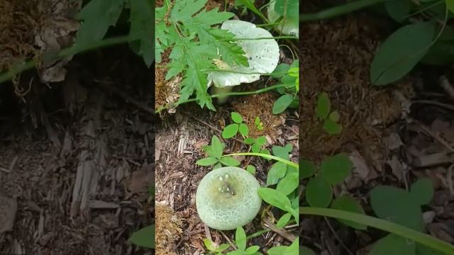 Тихая охота 2022. Сыроежка зеленая смотреть онлайн