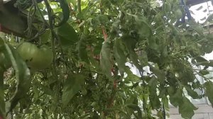 Сожгла томаты медным купоросом.