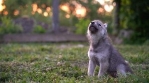 ВОЙ ВОЛЧОНКА !!!! ВОЛК/ВОЙ ВОЛКА/КРАСИВЫЙ ВОЙ ВОЛКОВ.