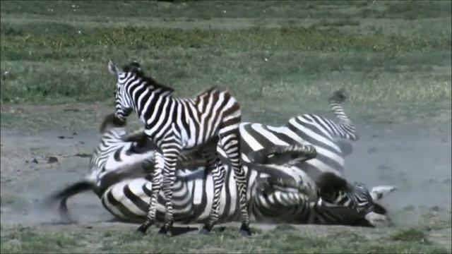 Как умываются животные Африки смотреть онлайн