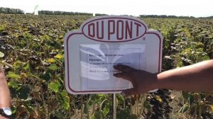 Обзор гибридов PIONEER ? уборка подсолнечника 2018