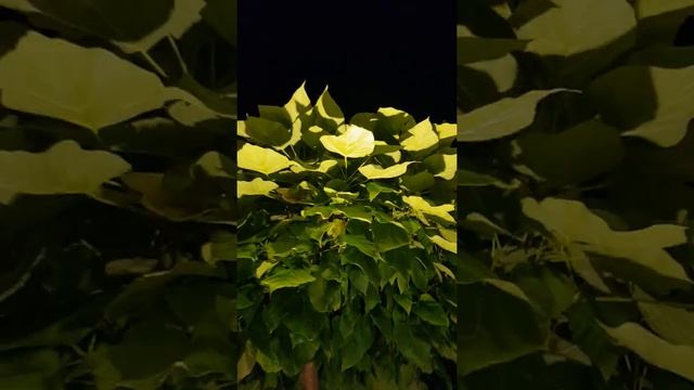 개오동 Catalpa ovata 독일 Yellow catalpa смотреть онлайн