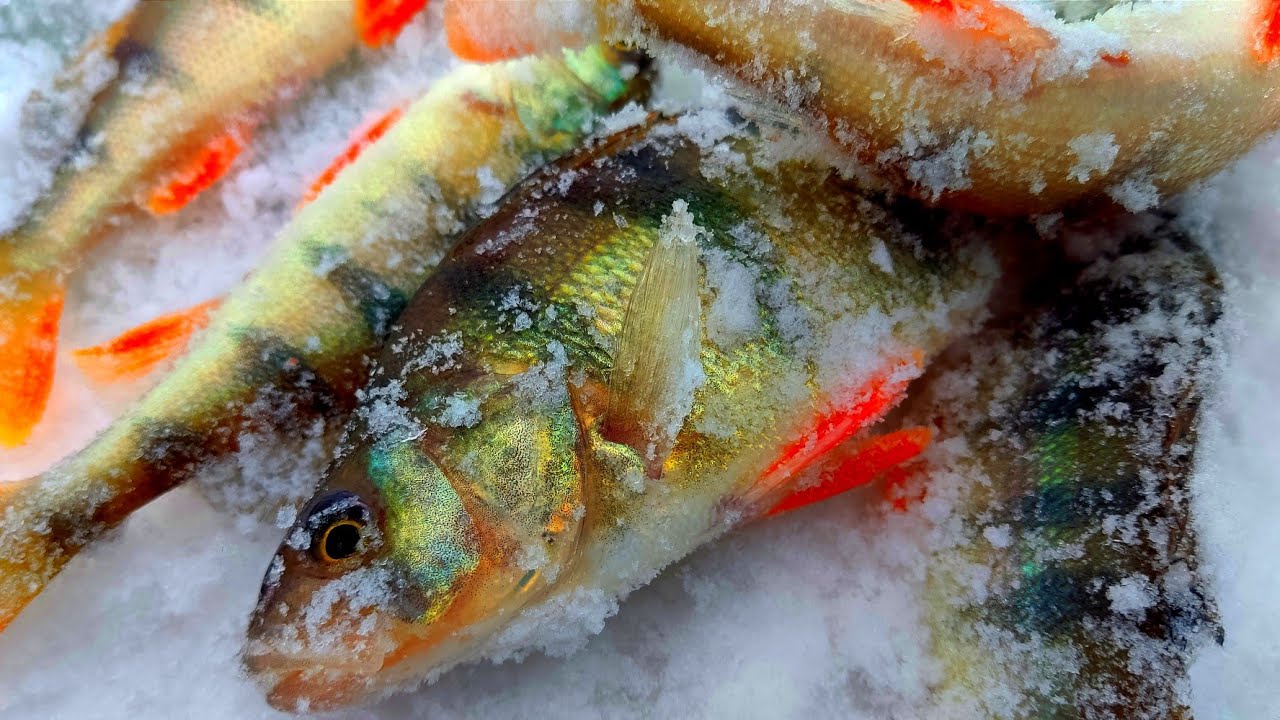 Предновогодняя безмотылка. Окунь предпочитает только эти безмотылки. смотреть онлайн