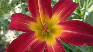 Лилейник Спрингфилд Клан . Hemerocallis Springfield Clan .